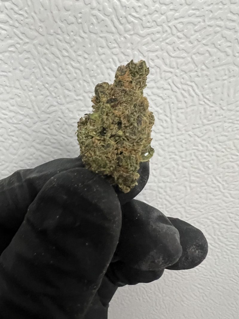 Gelato Fritter Nug Shot